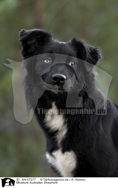 Miniature Australian Shepherd / AH-07077