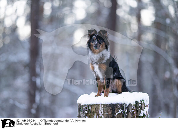 Miniature Australian Shepherd / AH-07084