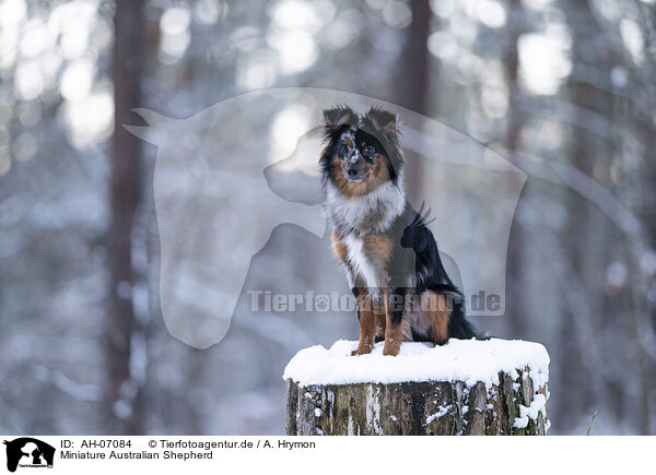 Miniature Australian Shepherd / Miniature Australian Shepherd / AH-07084