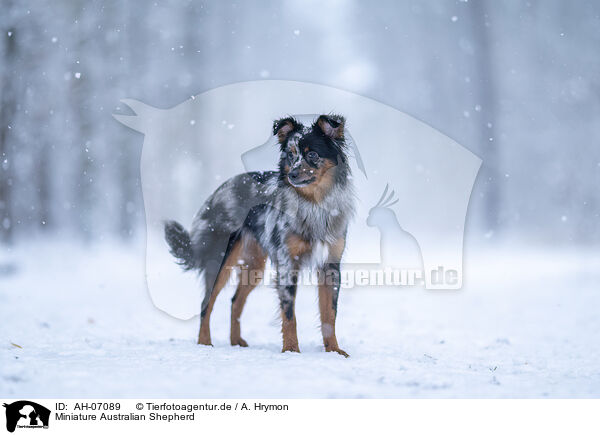 Miniature Australian Shepherd / Miniature Australian Shepherd / AH-07089