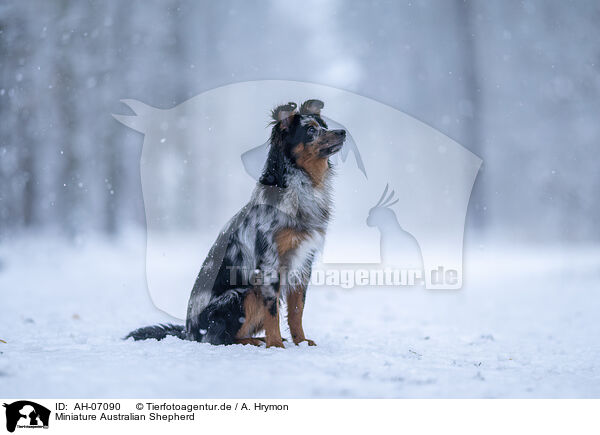 Miniature Australian Shepherd / AH-07090