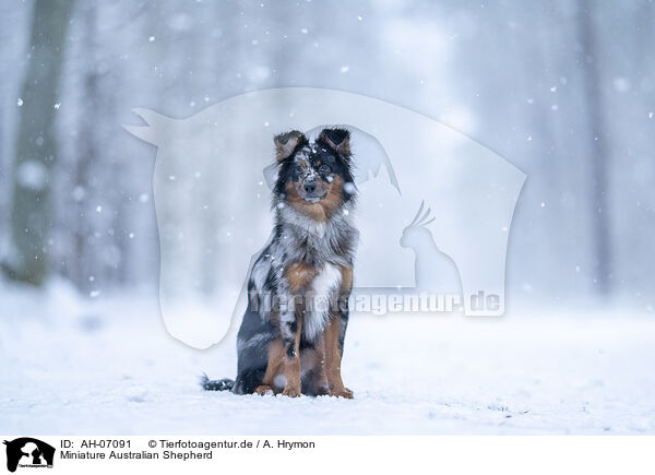 Miniature Australian Shepherd / Miniature Australian Shepherd / AH-07091