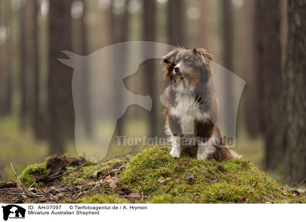 Miniature Australian Shepherd / AH-07097