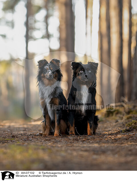 Miniature Australian Shepherds / Miniature Australian Shepherds / AH-07102