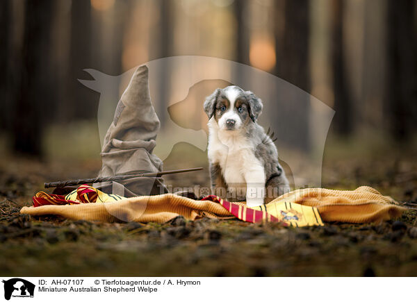 Miniature Australian Shepherd Welpe / Miniature Australian Shepherd Puppy / AH-07107