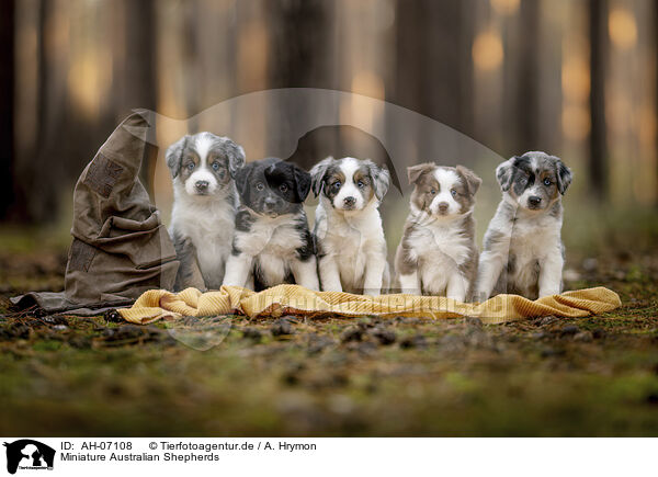 Miniature Australian Shepherds / AH-07108