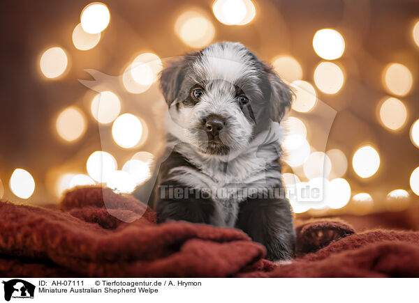 Miniature Australian Shepherd Welpe / Miniature Australian Shepherd Puppy / AH-07111