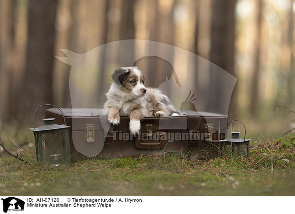 Miniature Australian Shepherd Welpe / Miniature Australian Shepherd Puppy / AH-07120