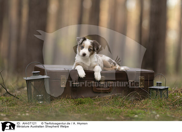 Miniature Australian Shepherd Welpe / Miniature Australian Shepherd Puppy / AH-07121