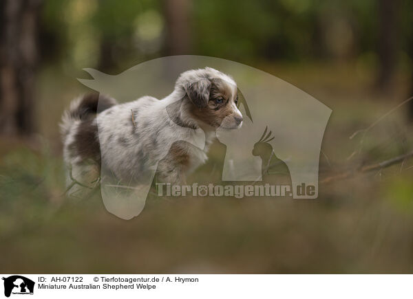 Miniature Australian Shepherd Welpe / AH-07122