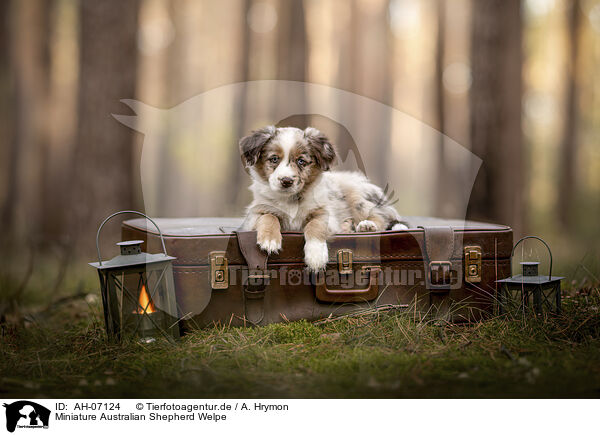 Miniature Australian Shepherd Welpe / AH-07124