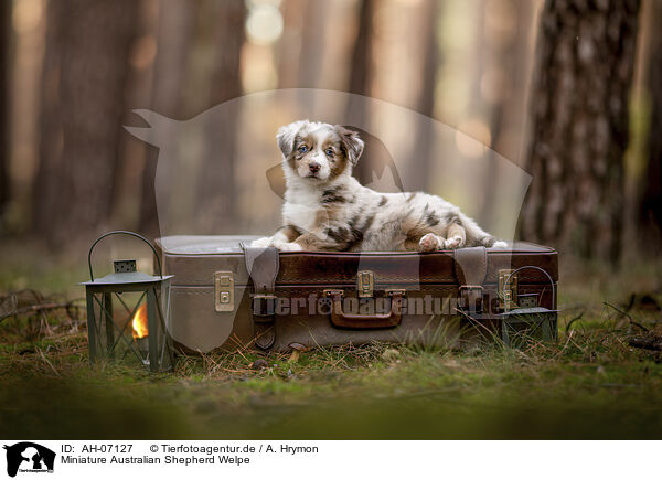 Miniature Australian Shepherd Welpe / Miniature Australian Shepherd Puppy / AH-07127