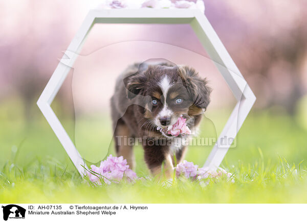 Miniature Australian Shepherd Welpe / Miniature Australian Shepherd Puppy / AH-07135