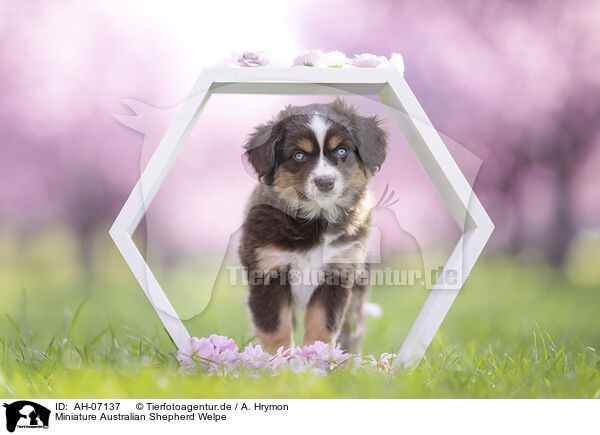 Miniature Australian Shepherd Welpe / Miniature Australian Shepherd Puppy / AH-07137