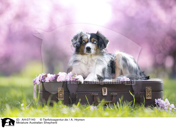 Miniature Australian Shepherd / Miniature Australian Shepherd / AH-07140