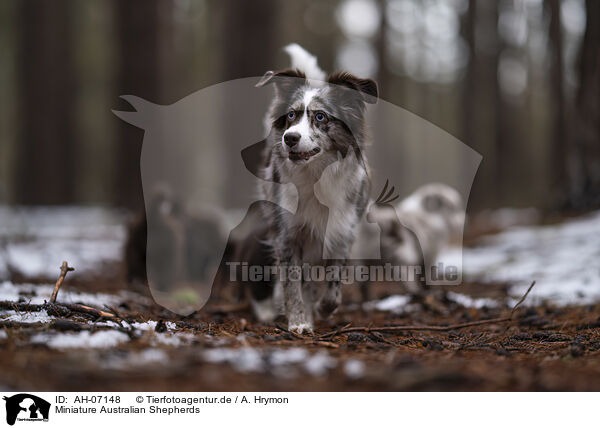 Miniature Australian Shepherds / Miniature Australian Shepherds / AH-07148