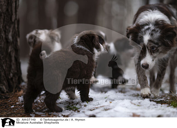 Miniature Australian Shepherds / Miniature Australian Shepherds / AH-07149