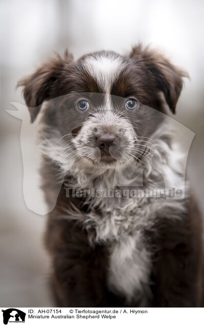 Miniature Australian Shepherd Welpe / Miniature Australian Shepherd Puppy / AH-07154