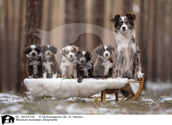 Miniature Australian Shepherds / AH-07156