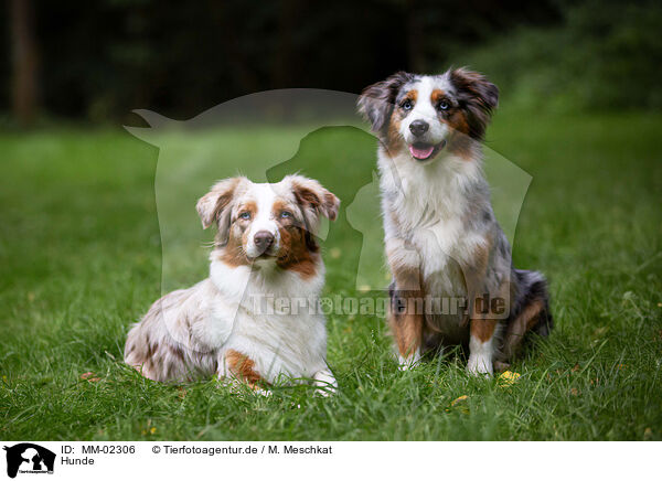 Hunde / dogs / MM-02306