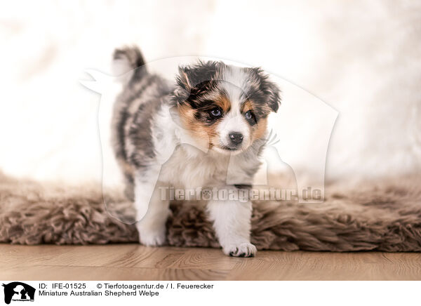 Miniature Australian Shepherd Welpe / Miniature Australian Shepherd Puppy / IFE-01525