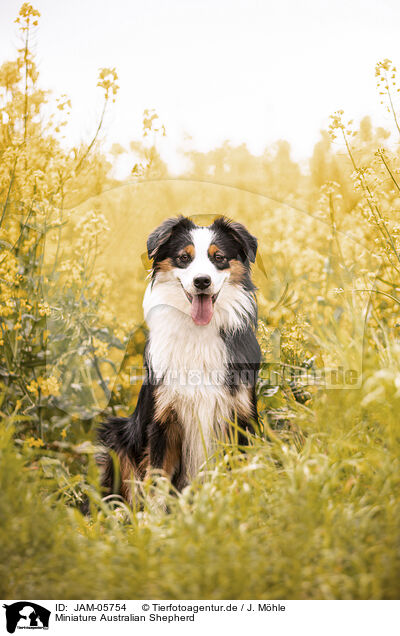 Miniature Australian Shepherd / Miniature Australian Shepherd / JAM-05754