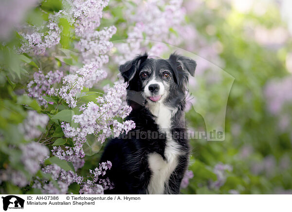 Miniature Australian Shepherd / AH-07386