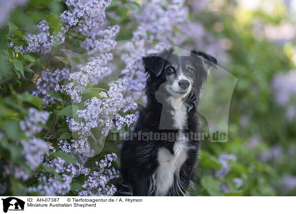 Miniature Australian Shepherd / Miniature Australian Shepherd / AH-07387
