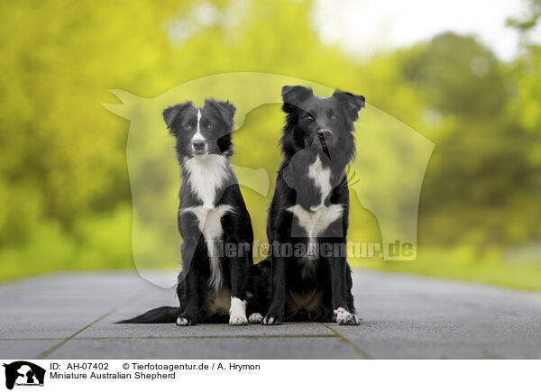 Miniature Australian Shepherd / AH-07402