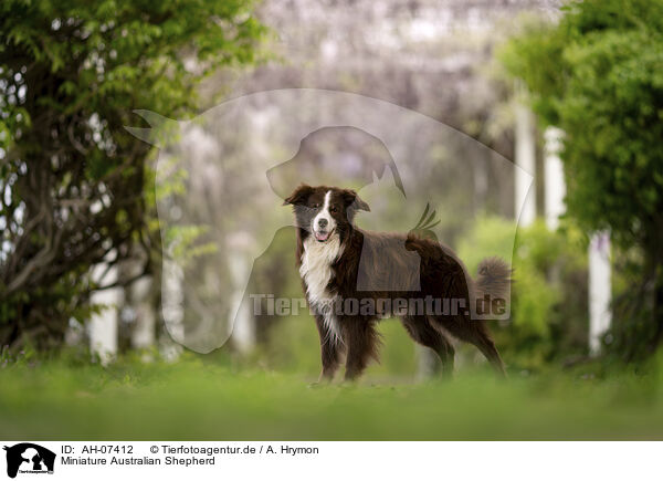 Miniature Australian Shepherd / AH-07412