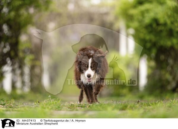 Miniature Australian Shepherd / AH-07413