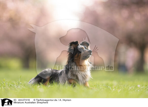 Miniature Australian Shepherd / Miniature Australian Shepherd / AH-07416