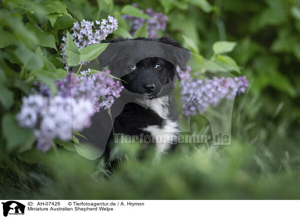 Miniature Australian Shepherd Welpe / AH-07426