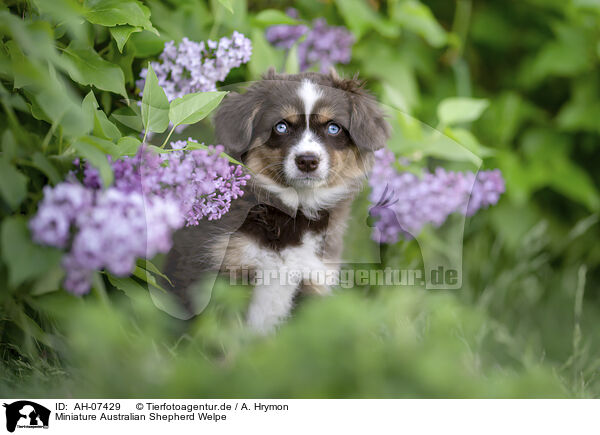 Miniature Australian Shepherd Welpe / Miniature Australian Shepherd Puppy / AH-07429
