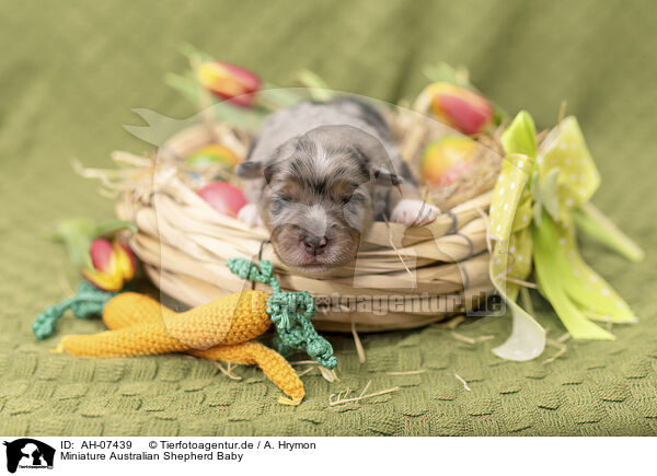 Miniature Australian Shepherd Baby / AH-07439
