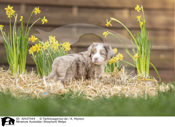 Miniature Australian Shepherd Welpe / AH-07444