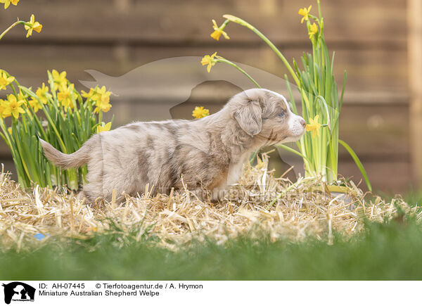Miniature Australian Shepherd Welpe / AH-07445