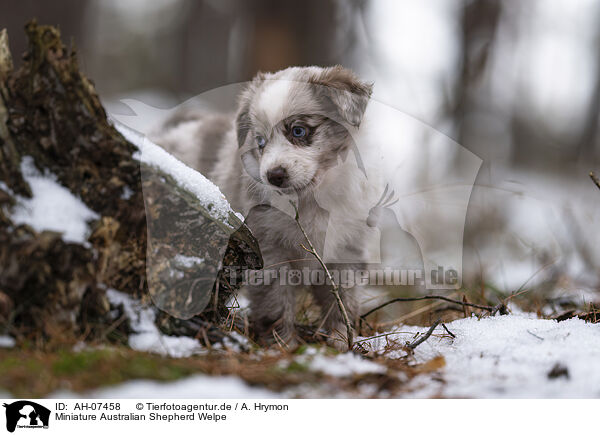 Miniature Australian Shepherd Welpe / AH-07458