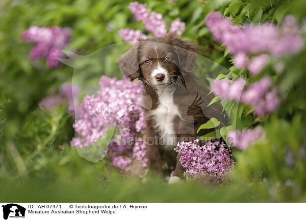 Miniature Australian Shepherd Welpe / Miniature Australian Shepherd Puppy / AH-07471