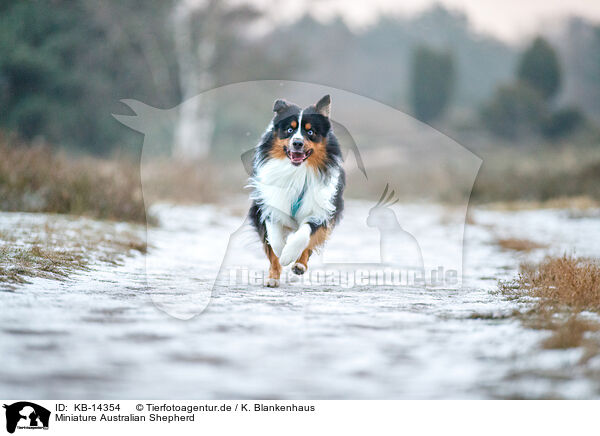 Miniature Australian Shepherd / KB-14354