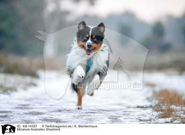 Miniature Australian Shepherd / KB-14357