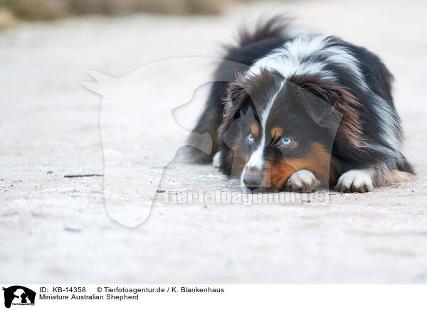 Miniature Australian Shepherd / Miniature Australian Shepherd / KB-14358