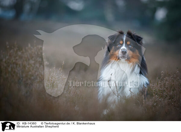 Miniature Australian Shepherd / Miniature Australian Shepherd / KB-14360