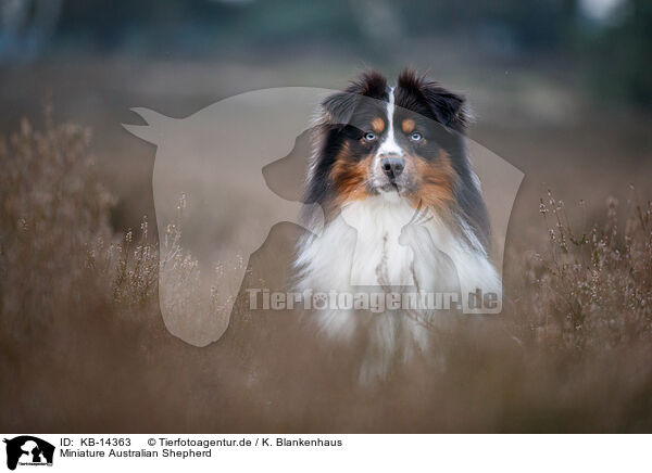 Miniature Australian Shepherd / Miniature Australian Shepherd / KB-14363