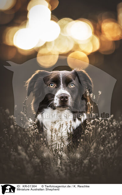 Miniature Australian Shepherd / Miniature Australian Shepherd / KR-01364