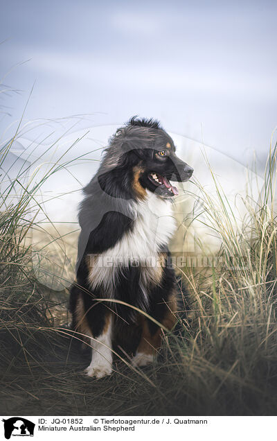 Miniature Australian Shepherd / Miniature Australian Shepherd / JQ-01852