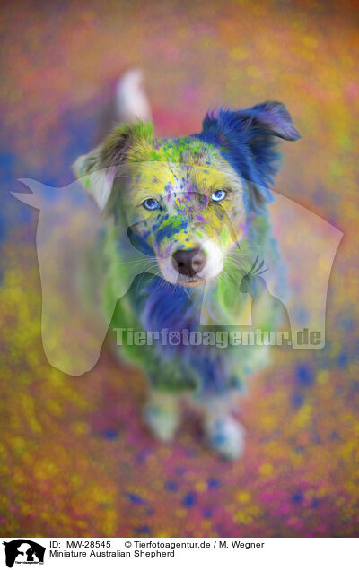 Miniature Australian Shepherd / MW-28545
