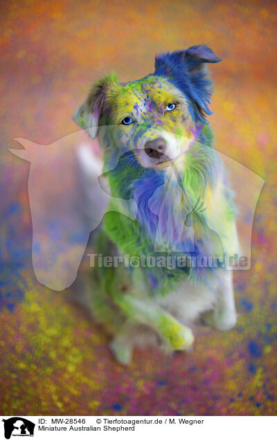Miniature Australian Shepherd / MW-28546