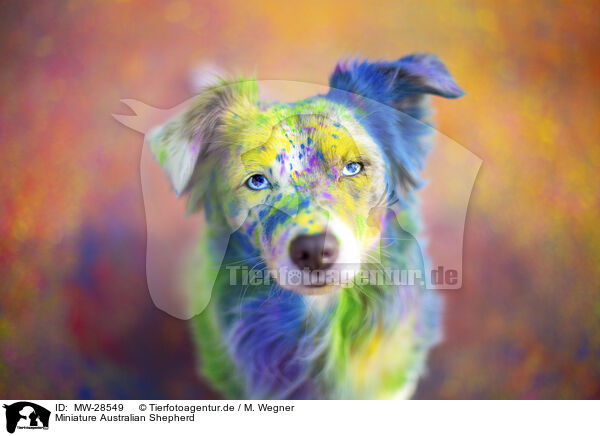 Miniature Australian Shepherd / MW-28549