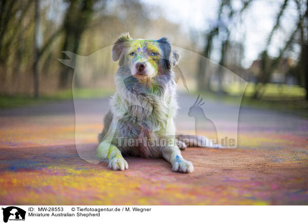 Miniature Australian Shepherd / MW-28553